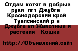 Отдам котят в добрые руки! пгт Джубга - Краснодарский край, Туапсинский р-н, Джубга кп Животные и растения » Кошки   